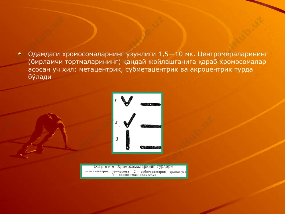 аниши - дупликация дейилади. изохромосома хромосома структуралари булиб иккала елкасида бир хилда хромосома материали такрорланашидир. изохромосома иккита хромасомани бирлашиши натижасида юзага келади. иккита x (xx) жинсий хромосомали тухум ҳужайра нормал x жинсий хромосомали сперматозоид билан қўшилса, трисомия х (ххх синдроми) пайдо бўлади агар шу тухум хужайра y жинсий хромосомали сперматозоид билан қўшилган бўлса, клайнфельтер (xxy) синдроми вужудга келади агар нормал тухум ҳужайра жинсий хромосомаси йўқ сперматозоид билан кўшилса ёки бунинг акси бўлса, шерешевский-тернер (хо) синдроми ривожланади хромосома, аберрацияларининг аутосомалар системасида, яъни 21-жуфтликда ортиши даун касаллигида учрайди 4—5-гуруҳдаги хромосомаларнинг тақсимланишида делеция юз берса, яъни қисқа елканинг бир қисми йўқолса, «мушук чинқириғи» деб аталувчи синдром вужудга кёлади 13—15-гуруҳда ёки 17—18-жуфт хромосомаларда учрайдиган трисомия скелетнинг оғир аномалияси, микроцефалия, микрофтальмия, «тиртиқ лаб» «кемтик оғиз», ҳар хил нуқсон ва ҳоказолар содир бўлишига сабаб бўлади. . болезнь шерешевского-тернера моносомия короткого плеча х - хромосомы, синдром хо. кариотип 45 х0. болеют только женщины. частота - 1:10 000 …
