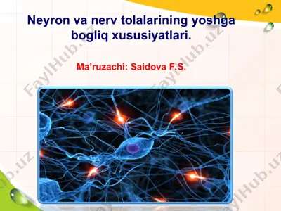 neyron va nerv tolalarining yoshga bogliq xususiyatlari — PPT
