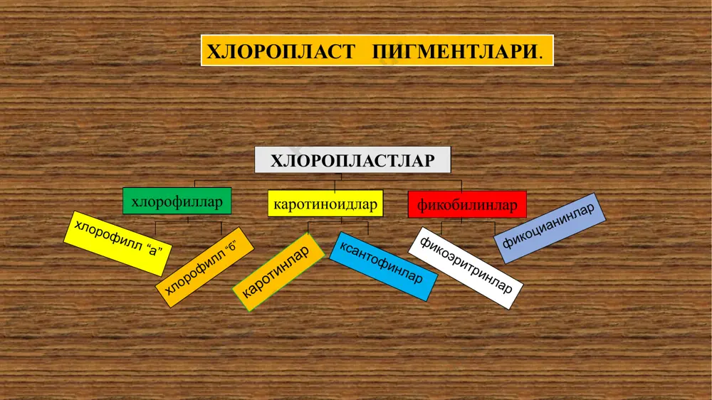 филлнинг миқдори уларга нисбатан ўртача уч марта кўп. лекин кузда хлорофилларнинг парчаланиши сабабли каротиноидлар кўрина бошлайди. . сув остида яшовчи ўсимликларда хлорофилл “а” ва каротиноидлардан ташқари махсус пигментлар ҳам борки, уларга фикобилинл ар киради. яхши ўрганилганлари фикоэритрин ва фикоцианиндир. фикоэритрин (с 34 н 47 n 4 о 8 ) — қизил сувўтларининг пигментидир. қизил рангга эга. фикоцианин (с 34 н 47 n 4 о 9 ) — кўк-яшил сув ўтларининг пигменти бўлиб, кўк рангга эга. фикобилинлар ёруғлик спектридан ма ълум тўлқин узунлигига эга нурларни ютади ва хлорофилл “а” га етказиб беради. фикоэритринлар асосан тўлқин узунлиги 498 нм.дан 508 нм,гача, фикоцианинлар 585 нм.дан 630 нм.гача бўлган нурларни ютадилар. чуқурсув остида ўсувчи ўсимликлар учун бу пигментларн инг роли жуда катта. денгиз ва океанларда 34 м чуқурликда қизил нурлар тўла ютилиб қолади, 177 м чуқурликда сариқ нурлар, 322 м.да эса яшил нурлар, чуқурлик 500 м га етганда кўк-яшил нурлар ҳам тўла ютилиб қолади. …