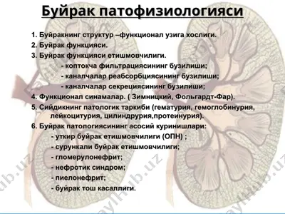 буйрак патофизиологияси — PPT