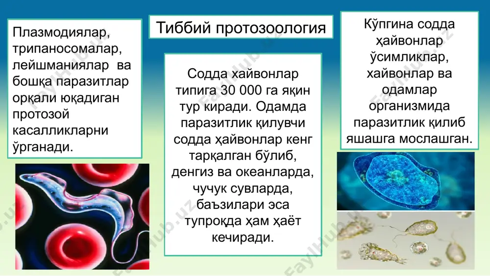 р билан ташқарига чиқади. цисталари ташқи муҳитда бир неча ҳафтагача ҳаётчанлигини сақлайди. патогенлиги. ичак секретор функциясини бузилишига олиб келади. ёғлар, ёғсимон модда, углеводларни сўрилишини, ичак мотор функциясини бузади. 12 бармоқ ичак эпителийсини таъсирлайди, кучли токсик таъсир кўрсатади. соғлом одамлар орасида циста ташувчилари ҳам учрайди. лаборатор диагностика – фекалияларни микроскопда кўриш орқали профилактика: шахсий: шахсий гигиена қоидаларига амал қилиш. жамоавий: санитар- оқартув ишларни ташкил этиш, тупроқ ва сувни фекалиялар билан ифлосланишини олдини олиш, касалликларни эрта аниқлаш ва даволаш. кўпайиши вегетатив шакли фекалияларда лямблиянинг циста ва вегетатив шакли экстисталаниш ва актив ҳолатга ўтиши lamblia intestinalis ҳаёт цикли циста билан зарарланиш трофозоитлар нажас билан чиқиши мумукин, лекин тезда ўлишади цисталар трофозоитлар цисталар инвазия босқичи диагностика босқичи тип sarcomastigophora. синф zoomastigophora – хивчинлилар вакил. leishmania tropica minor, leishmania tropica major, leishmania tropica mexicana промастиготалар leishmania major leishmania tropica minor, хивчинсиз шакли, макрофаг цитоплазмасида касаллик – дерматотроп лейшманиоз. одам танасидаги локализацияси – тери ҳужайралари морфологик …
