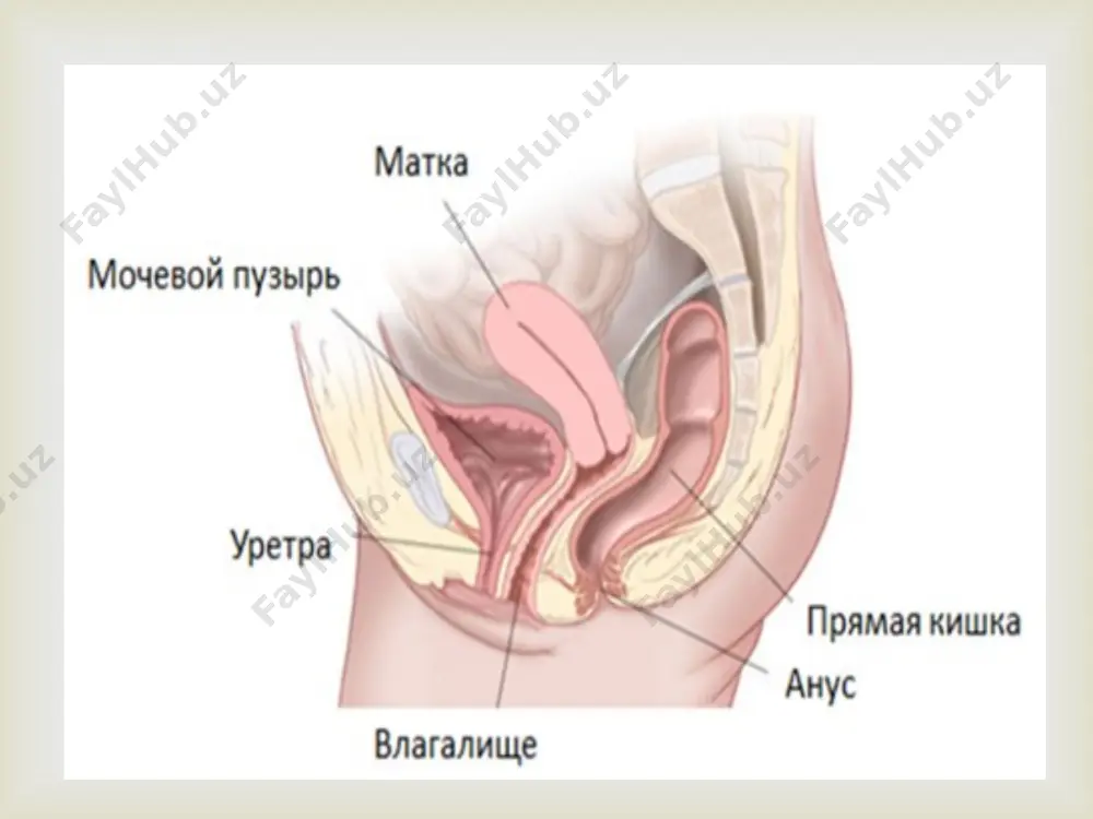 оғир – функционал ўзгариш бўлади бепуштлик. оғир – функционал ўзгаришлар чукурок булади. бепуштлик оғирлик даражасига кўра.  рудементар шох.  нотўлик икки шохли бачадон  икки шохли бачадон.  бачадон ичи тўсик .   неполный перечень вариантов аномалий мюллеровых протоков (по stoeckel): 1 - u. didelphys; 2 - u. duplex et v. duplex; 3 - u. bicornis bicollis, v. simplex; 4 - u. bicornis unicollis; 5 - u. arcuatus; 6 - u. septus duplex seu bilocularis; 7 - u. subseptus;8 - u. biforis; 9 - u. foras arcuatus; 10 - v. septa; 11 - v. subsepta; 12 - u. unicornis; 13 - u. bicornis rudimentarius solidus cum v. solida (синдром mayer- rokitansky-kuster); 14 - u. bicornis rudimentariuspartim excavatus; 15 - u. unicornis; 16 - u. bicornis cum haematometra  uterus didelphys (8,2%) иккиланган бачадон ва кин.   2 та бачадон 2та кин кин атризияси.   сабаби. овкатланишнинг …