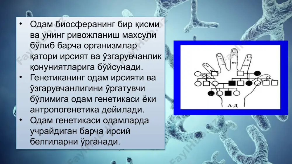 ғилга ўтмайди; 4) ташувчиларда айрим ҳолларда патологияни субклиник белгилар кузатилади. х-хромосомага бириккан доминант типдаги ирсийланиш (масалан, нефроген қандли диабет х-га бириккан эндокрин касаллик) эркакларга нисбатан аёлларда икки баравар кўп учрайди. х-хромосомага бириккан доминант ирсийланишни асосий характерли хусусияти шундаки, эркак касалликни фақат қиз фарзандларига беради, ўғиллари эса соғлом бўлади. касал аёл эса х-га бириккан доминант белгини жинсидан катъий болаларини ярмига беради. 1) касаллик эркак ва аёлларда учрайди, бироқ аёлларда икки баравар кўпроқ; 2) касал эркак мутант аллельни фақат қизларига беради, чунки ўғиллари отадан y-хромомсомани олади; 3) касал аёл мутант генни жинсидан қатъий назар болаларини ярмига беради; 4) мутант ген, яъни касаллик билан эркакларга (гемизигота) нисбатан аёллар камроқ азият чекади (улар гетерозигота). ҳозирги кунда голандрик, яъни y хромосомага бириккан 20 га яқин ген локализацияси аниқланган, жумладан уруғдон ривожланишини детерминацияловчи, сперматогенез ривожланишига жавобгар бўлган ген ёки яна, масалан, гипертрихоз, ихтиоз генллари. y-хромосомага бириккан ген фақат отадан ўғилга ўтади. сперматогенез ёки уруғдон риводланишини таъминловчи …