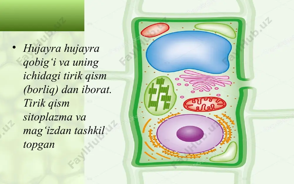 hujayra va uning tarkibiy qismlari. 5 - sinf - Page 5