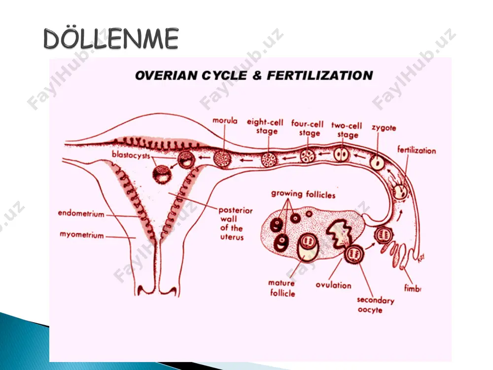 için hızla bölünür. § i̇ç grup hücreleri embriyo haline gelir.dış grup hücreleri ise onu koruyan ve besleyen zarlara dönüşür. 3. hafta: implantasyon § bu zamana kadar 500 hücreden oluşan zigot blastosist olarak adlandırılır. § blastosist uterusa ulaştığı zaman beslenmek için rahim duvarına yerleşir. ayrıca hamilelik boyunca bebeği besleyecek olan plasenta da şekillenmeye başlar. § bu haftanın sonunda hamilelik testi pozitif çıkacaktır. 4. hafta: embriyonik periyot başlar § 4. hafta embriyonik periyodun başladığı bebeğin beyin, omurilik, kalp ve diğer organlarının şekillenmeye başladığı haftadır. bebek şimdi 0,1 cm’dir. § embriyo şu anda 3 tabakadan oluşmuştur: § üst tabaka olan ektoderm bebeğin vücudunun orta hattı boyunca oluk açılmasını sağlar. § bu bebeğin beyin, omurilik, omurilik sinirleri ve bel kemiklerinin gelişeceği nöral tüp halini alır. § bebeğin kalbi ve ilk dolaşım sistemi hücrelerin orta tabakası olan mezodermde şekillenir. hücrelerin bu tabakası aynı zamanda bebeğin kemik, kas, böbrek ve üreme sisteminin büyük bir kısmının temelini …