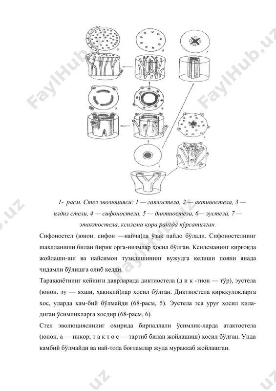 бўлади. барг пластинкасининг қирра-лари четки маргинал ҳужайраларининг бир текисда ўсмас-лигидан юзага келади. 3-расм. мураккаб баргнинг ривожланиши: 1 — дуккакдошлар оиласига кирувчи ўсимликларда тоқ патсимон баргни акропетал ривожланиши; 2 — сигаохи; 3 — наъматак баргларини базипетал ривожланиши; 4 — тмин (сагит сат) кўп марта қирқилган баргнинг ривожланиши; 5 — люпин (ьиртиз) панжасимон баргнинг ҳосил бўлиши; а, 6, в — бошланғич баргаинг ҳосил бўлиши; /— vii— баргларнинг навбат билан ҳосил бўлиш тасвири; пр — ёнбарглар. мураккаб барглар ҳам худди оддий барглардай пайдо бўлади ва кейинчалик унинг маргинал ҳужайралари бўли-на бошлайди (3-расм). бир паллали ўсимликларнинг бошланғич (приморди-ал) барглари ривожланишнинг аввалида қиррали ўроқси-мон шаклда бўлиб, кейинчалик энига ўсади ва қалпоқча шаклига айланади (3-расм, 1а, —д). баъзан примордия бир-бири билан қўшилиб узунасига ўсади. найнинг остки қисмида барг нови ёки ғилофи ривожланади (соя-бонгулдошлар, бошокдошлар). ғалладошларнинг примор- 3-расм. бирпаллали ўсимликларда баргнинг ривожланиш тасвири: 1 — валик-болиш шаклдаги примордий (а—д тараққиёт даврлари); 2 — дўмбоқча шаклда примордий (а—б …