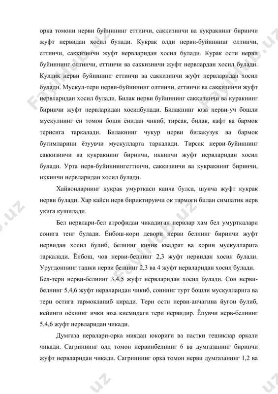 оркали чикади. сагриннинг олд томон нервиибелнинг 6 ва думгазанинг биринчи жуфт нервларидан чикади. сагриннинг орка томон нерви думгазанинг 1,2 ва 3 жуфт нервларидан чикади. сон терисининг орка томон нерви думгазанинг 1 ва 2 жуфт нервларидан чикади. жинсий аъзо нервлари думгазанинг з ва 4 жуфт нервларидан пайдо булади. думгаза нервларига шунингдек тугри ичакнинг орка томон нерви, куймич нерви, катта болдир нерви, мускул тармоги, болдирнинг орка томон териси нерви, тизза бугимининг пастки ен томон нерви, болдирнинг урта кисми териси нерви, кичик болдир нерви, кичик болдир нерви, кичик болдирнинг юза нерви кичик болдирнинг чукур нерви киради. дум нервлари орка миядан 5-6 жуфт булиб чикиб, уларнинг хаммаси симпатик нерв стволидан бириктирувчи кулранг тармок олади. бош мия нервлари 12 жуфт булиб, шуларни 4 жуфти катта миядан колган 3 жуфти узунчок миядан чикиб, тананинг бош, буйин, кукрак кисмларига, унинчи жуфти эса ички органларга таркалади. биринчи жуфт (1) хидлов нерви бурун бушлиги ва димогининг шилимшик пардасидан нейрит …