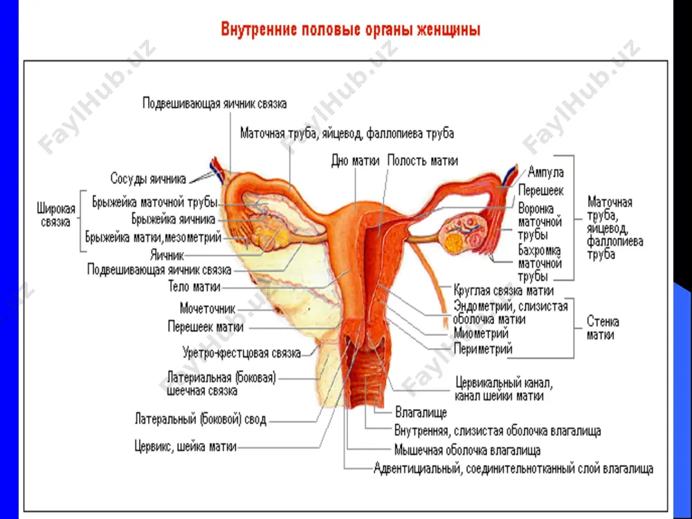 ация усмалар оёкчасини буралиб колиши усма девори ёки унинг таркибидаги суюкликни йиринглашиши капсула ёрилиши, некрози киёсий ташхиси хавфли тухумдон усмалари яллигланиш касалликлари кисталар тухумдонни гормонал гиперстимуляцияси тухумдон апоплекцияси бачадон миомаси эктопик хомидорлик абсесс ичак ва ичак туткичининг усмалари йугон ичак дивертикулити, меккел дивертикули аппендикуляр инфильтрат талок ва буйрак дистопияси ёт жисм метеоризм, сийдик пуфагини тула булиши ташхислаш шикоятлари анамнези гинекологик текширув узи компьютер томография ва ядер магнит резонанс пункцион биопсия цито ва гистологик текширув усма маркерларини хорионик гонадотропин, онкопетал антиген (альфа фетопротеин, рак-эмбрионал антиген) метоболик усма маркерлари гормонал текширувлар