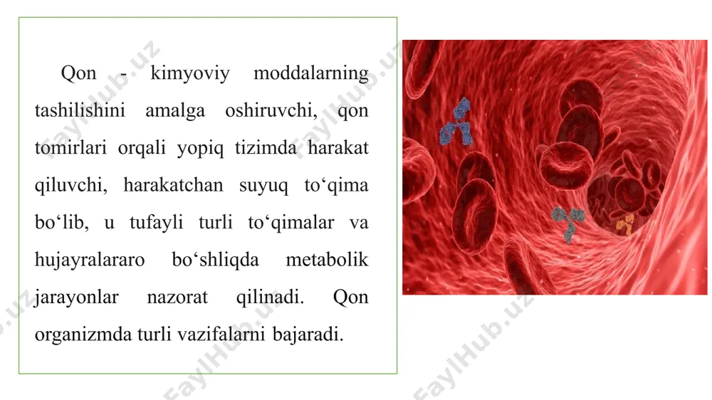 tromb) hosil bo‘ladi va sariq rangdagi suyuqlik - qon zardobi ajralib chiqadi. u plazmadan tarkibida fibrinogen va qon ivish tizimining ba’zi oqsil (omil) larini bo‘lmasligi bilan farqlanadi. meʻyorda qonning hajmi erkaklarda o‘rtacha 5200 ml, ayollarda esa - 3900 ml ni tashkil etadi. meʼyorda yangi qonning nisbiy zichligi 1.050 - 1,064, plazmaniki - 1,024 - 1,034, hujayralarniki esa - 1,080 - 1,097 ni tashkil etadi. qon tarkibida oqsil va eritrotsitlar miqdori yuqori darajada boʻlganligi sababli sezilarli qovushqoqlikka ega bo‘ladi. qonning qovushqoqligi suvning qovushqoqligidan 4-5 marta yuqoridir. qon plazmasining tarkibi: qon plazmasining 90 % suvdan iborat bo‘lib, faqat 10 % erigan moddalardan, jumladan: 6-8 % - oqsillar, 2% - oqsil bo‘lmagan organik birikmalar va 1 % - anorganik tuzlardan iboratdir. guruh modda plazma erituvchi suv 90 - 91 % quruq qoldiq organik va neorganik moddalar 9 -10 % uglevodlar glyukoza 4.22 - 5.6 ınmol/1 lipidlar umumiy lipidlar 4 - 8 g/1 umumiy …
