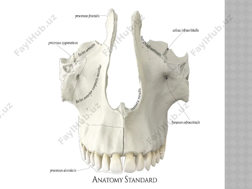 rista nasalis dimog’ suyagi bilan birikadi va u spina nasalis posteriorga o’tib ketadi. perpendikular plastinka (lamina perpendicularis) burun bo'shlig'ining lateral devorini hosil qilishda ishtirok etadi. uning lateral yuzasida katta tanglay egati (sulcus palatinus major) joylashgan. bu egat yuqori jag' va ponasimon suyak qanotsimon o'simtasidagi egatlar bilan birga katta tanglay kanalini (canalis palatinus major) hosil qilib, katta tanglay teshigi (foramen palatinum majus) bo'lib ochiladi. bundan tashqari crista ethmoidalis va crista conchalis bor. tanglay suyagida uchta o'simtalar tafovut qilinadi: 1. processus piramidalis 2. processus orbitalis 3. processus sphenoidalis piramidal o'simta (processus pyramidalis) tanglay suyagining perpendikular va gorizontal plastinkalari birikadigan joydan orqaga, pastga va lateral tomonga chiqib, ponasimon suyak qanotsimon o‘simtasining lateral va medial plastinkalari orasiga kiradi. uning ichidan kichik tanglay kanallari (canales palatines minores) o'tib, kichik tanglay teshiklari (foramina palatina minora) bo‘lib ochiladi. til osti suyagi-os hyoideum kalla asosi- basis cranii tashqi asosi- basis cranii externa ichki asosi- basis cranii interna tashqi …