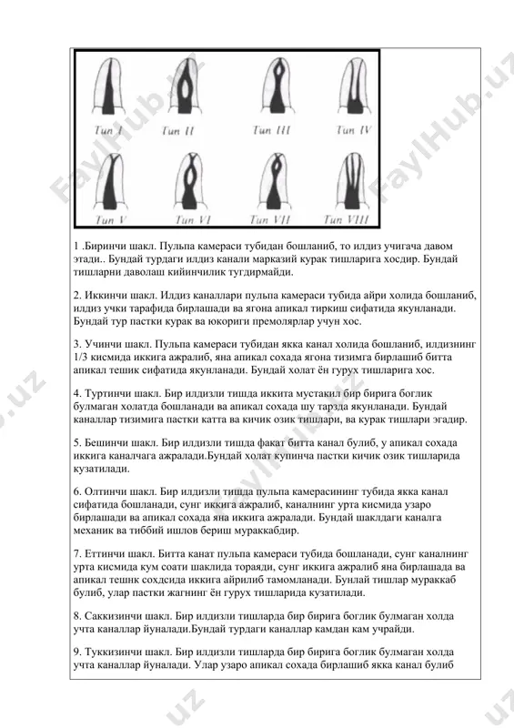 либ, каналнинг урта кисмида узаро бирлашади ва апикал сохада яна иккига ажралади. бундай шаклдаги каналга механик ва тиббий ишлов бериш мураккабдир. 7. еттинчи шакл. битта канат пульпа камераси тубида бошланади, сунг каналнинг урта кисмида кум соати шаклида тораяди, сунг иккига ажралиб яна бирлашада ва апикал тешнк сохдсида иккига айрилиб тамомланади. бунлай тишлар мураккаб булиб, улар пастки жагнинг ён гурух тишларида кузатилади. 8. саккизинчи шакл. бир илдизли тишларда бир бирига боглик булмаган холда учта каналлар йуналади.бундай турдаги каналлар камдан кам учрайди. 9. туккизинчи шакл. бир илдизли тишларда бир бирига боглик булмаган холда учта каналлар йуналади. улар узаро апикал сохада бирлашиб якка канал булиб тугалланади. бу турдаги канал пстки жагнинг учинчи молярига хосдир. тиш бушлигини шакллантиришга куйиладиган асосий талаблар: 1.осилиб турувчи киргокдар булмаслиги лозим 2.тиш бушлигига кириш тугри ва силлик булиши керак. юкори жаг кичик озик тишларининг апикал кисми тор ва кийшик каналлар тизими билан якунланади. шунинг учун уларга асталик ва эхтиёткорлик …