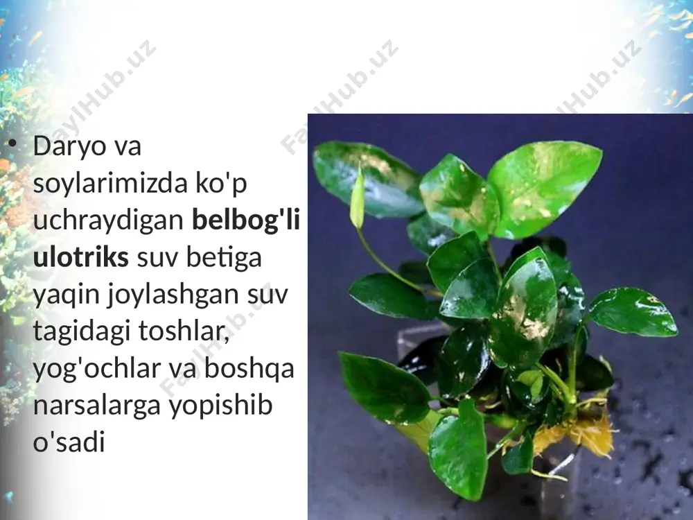 ko'p hujayrali yashil suvo'tlar. 6 - sinf - Page 5