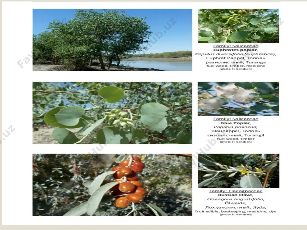 flora and fauna around touristic sights in khorezm and karakalpakstan - Page 3