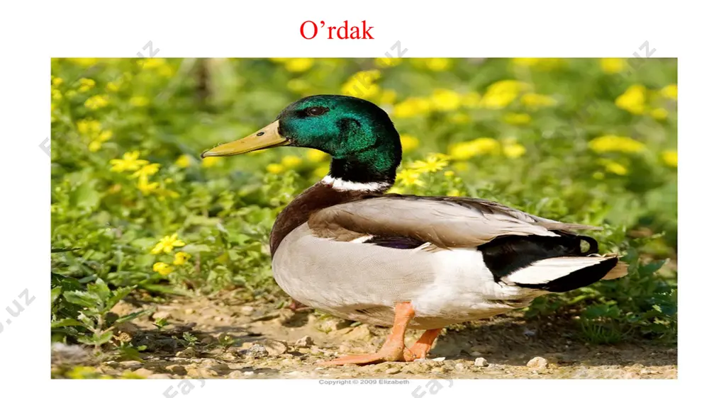 lishi uchun sharoit tug'iladi. hasharotlar paydo bo'lishi bilan esa hasharotxo'r qushlar uchib kela boshlaydi. qushlarning migratsiyasi va biologiyasining boshqa tomonlarini o'rganishda, asosan qushlarni halqalash usulidan keng foydalaniladi, ya’ni qushning uyadagi jo'jasiga yoki ushlangan qushning oyog'iga metalldan yasalgan raqamlangan halqa taqiladi. bunda qushlar uya quradigan va qishlaydigan joylarida yoki uchib ketayotgan yo‘llarida ko'plab tutiladi. tutilgan qushning oyog'iga raqamlagan yengil aluminiydan yasalgan halqa tamg'alar taqib, so'ngra qo'yib yuboriladi. halqada tartib raqami va halqalangan tashkilotning shartli belgisi yoziladi. bu halqalangan qush turi yana qo'lga tushsa, halqasidagi raqamiga qarab qaysi tomonga uchib borganligini, migratsiya tezligini, tabiatda qancha umr ko'rishini va boshqa ma’lumotlarni aniqlash mumkin. halqalangan qushlar topilganda bu qush bo'yicha barcha ma’lumotlar rossiya federatsiyasi fa markaziy halqalash markaziga yuboriladi. har yili dunyo bo'yicha 1 mln ga yaqin qushlar halqalanadi. qushlarni ommaviy ravishda halqalash natijasida ko'pgina turlarining uya konserva tizmi, yo'nalishi va uchish tezligi, qishlash joylari, umri, o'limi, jinslari juftligining doimiyligi va boshqa ilmiy-amaliy ahamiyatga …