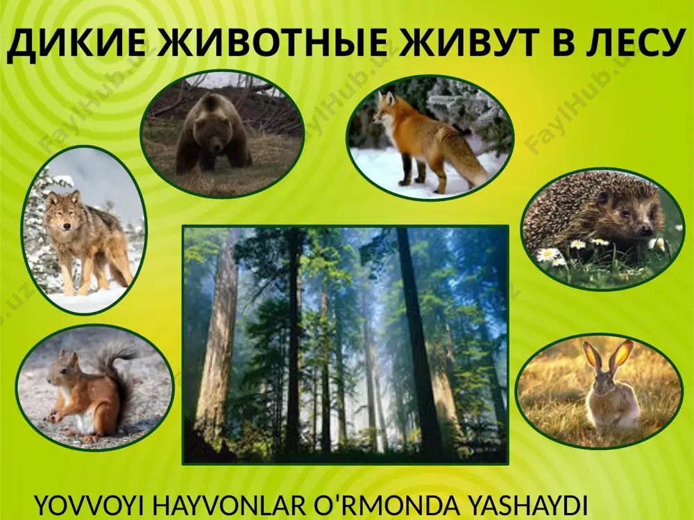 yovvoyi hayvonlar - Page 4