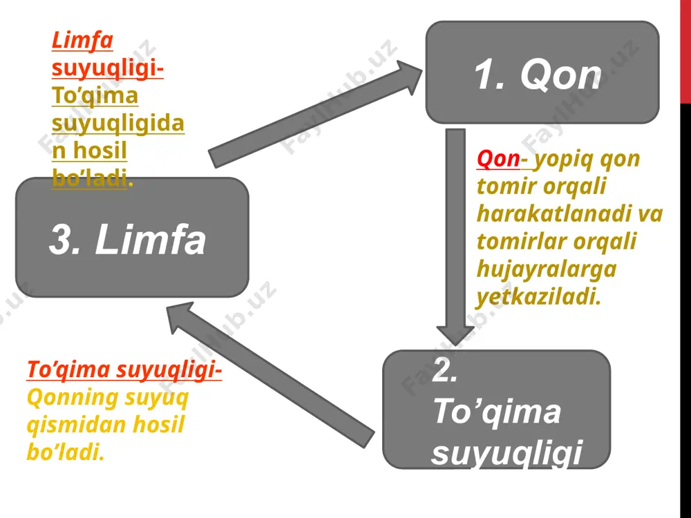 ilanadi. ph ko’rsatkichini doimiyligini saqlashda quyidagi organlar ishtirok etadi o’pka,buyrak,oshqozon- ichak tizimi,yurak (laktatni utilizatsiyalaydi), ter bezlari . eritrositlar tuzilishi: eritrositlar ikki tamoni botiq disksimon shaklga ega. eritrositlar miqdori : normada eritrositlar miqdori : ayollarda:3.9-4.5 *10 /12 erkaklarda: 4.5-5.0 * 10/12 eritrositlar miqdorining ko’payishi –eritrositoz eritrositlarni miqdorining kamayishi –eritropeniya deyiladi. eritrositlar quyidagi muhim vazifalarni bajaradi: .transport .himoya .boshqaruv 15 gemoglobin va uning birikmalari : eritrositlarning asosiy funksiyasi uning tarkibidagi gemoglabinga bog’liq.gemoglobin 2 qismdan:oqsil qismi ( globin) va temir saqlovchi gemdan iborat, ular nisbati 1:4 ga teng . gemoglobin miqdori: erkaklarda: 130-160 g/l ayolda :120-140 g/l ga teng. gemoglobin birikmalari: gemoglobinning fiziologik va patologik birikmalari mavjud: fiziologik birikmalari: .oksigemoglobin-gemoglobinning kislorod bilan birikmasi .karbgemoglobin- gemoglobinning co2 bilan birikmasi. .dezoksigemoglobin-bu qaytarilgan gemoglobin. patologik birikmalari: .karboksigemoglobin-gemoglobinni co (is gazi) bilan birikmasi. .metgemoglobin-gemoglobinni kuchli oksidlovchilar( bertoli tuzi, vodorod peroksid, ferrosianid) bilan birikmasi. bunda temir fe+2 valentlikdan fe+3 valentlikga o’tadi. 17 gemoliz va uning turlari : eritrositlar …