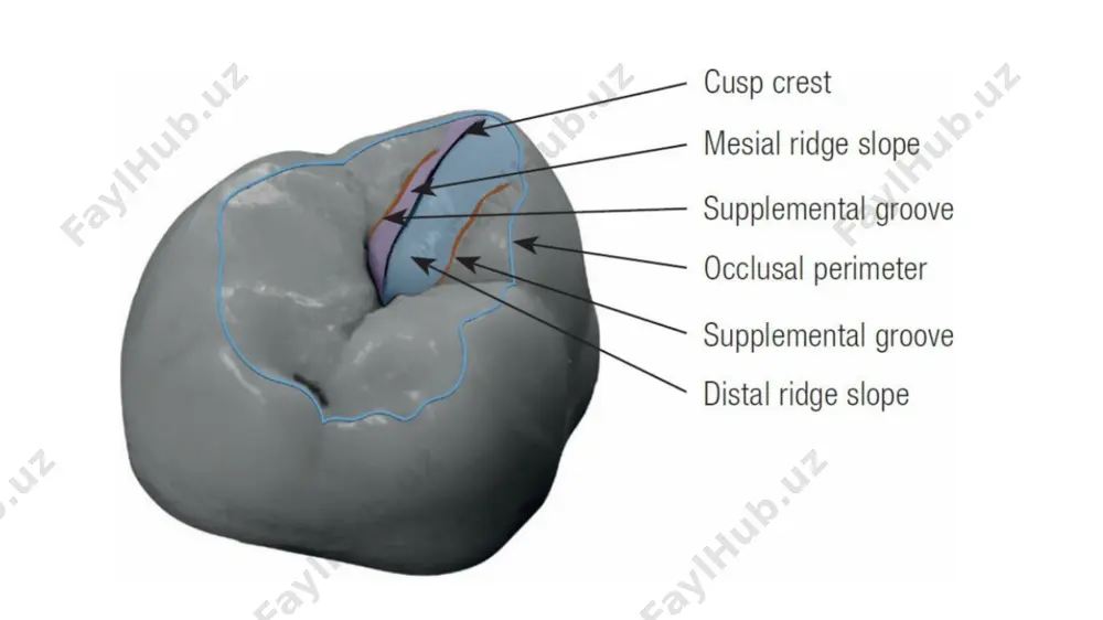 sps from each other. (e) mesiodistal developmental grooves extend toward the mesial and distal marginal ridges. (f) the mesial marginal ridge also extends toward the occlusal surface. (g) a mesial fossa may be present, with two supplemental grooves running toward the margin. (h) occasionally, these grooves traverse the entire marginal ridge, creating interruptions. these natural variations help avoid an artificial appearance in restorations. occlusal surface characteristics of the mandibular second molar (a) the occlusal surface has a relatively square-shaped appearance. m indicates the mesial side. (b) the central fossa is located near the center of the occlusal surface but appears slightly lingualized from an occlusal view. (c) grooves defining the four cusps radiate outward from the central fossa. (d) the mesial and distal marginal fossae, from which supplemental grooves emerge, are positioned approximately 1.5 mm from the marginal ridge. mandibular premolars occlusal features of the mandibular first premolar (a & …