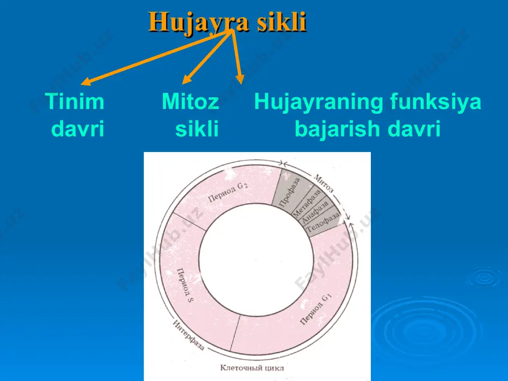 proteidfibrillar. preribosoma granulalari. yetilmagan ribosomalar (preribosomalarni xosil qiladi). yadro qobig`i (nukleonema) strukturasi funksiyasi ikki qavat membranadan iborat tashqi membranada ribosomalar joylashgan tagida fibrillar joylashgan perinuklear (yadro atrofi bo`shlig`i). yadro teshiklari (porasomalar) 4000 ga yaqin yadro va sitoplazma orasida moddalar transportida yadro shaklini ta’minlaydi karioplazma tiniq, suyuq qismi fibrillyar oqsillar (skelet-tayanch) regulyator oqsillar replikatsiyada qatnashadi transkripsiyada qatnashadi moddalar tashishda qatnashadi axborot oqimi va unda qatnashadi axborotni ko`chirish yadrodan→ sitoplazmaga dnkdan → ribosomaga yadro (xromosomalar, dnk, va rnk) translyatsiya apparati ribosomalar trnk, rrnk fermentlar mitoxondriya va xloroplastlar genomi genetik ko`d – irsiy axborotning nukleotidlar ketma-ketligi bo`yicha yozilishi xususiyatlari tripletlik →dnk –kodogen →irnk –kodon → trnk –antikodon →xar bir aminokislotani 1ta triplet kodlashtiradi 1 ma’noli →1 kodon – aminokislotani belgilaydi to`ldirmaslik →1 kodon tripletni ikkinchisiga qo`shiladi ayniganlik → 1 aminokislotaga bir nechta kodon tog’ri kelishi universallik→ genetik ko`d xammа organizmlar uchun unknown-0.unknown