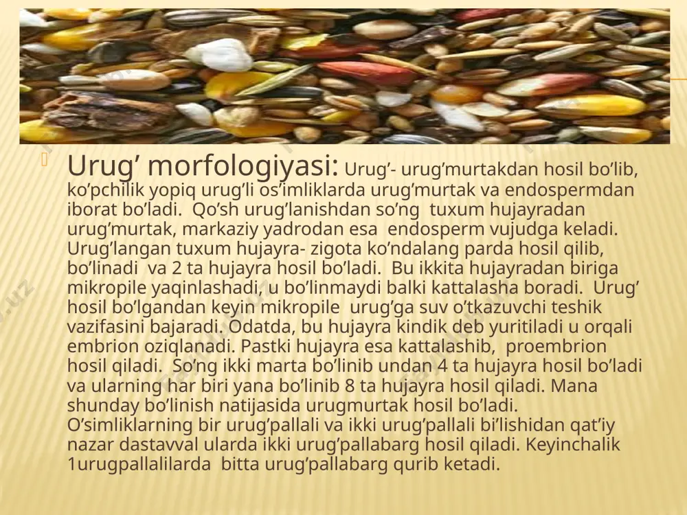 urug' va uning umumiy xarakteristikasi - Page 3