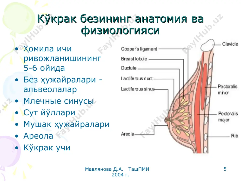 kўkрак suti bilan bokish - Page 5
