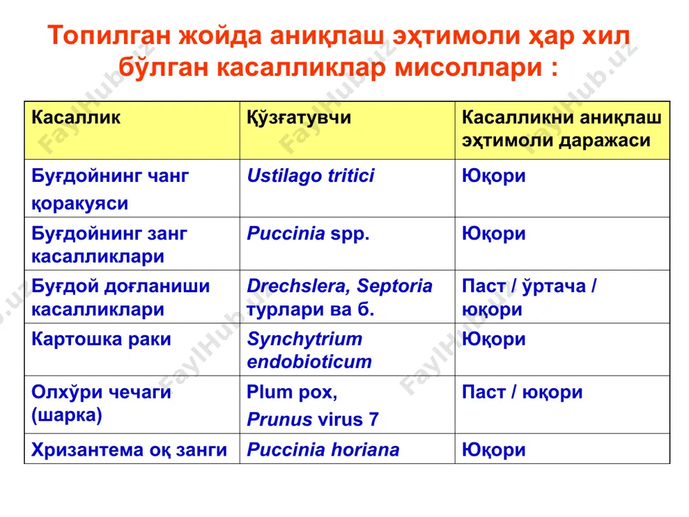 и, исми). ► намуналарни жуда қисқа вақт ичида лабораторияга олиб келиш ва экспертиза қилиш, агар бунинг иложи бўлмаса, намуналарни гербарийлаш. зарарланган ўсимлик органларининг намуналаридаги касаллик белгиларини қайд қилиш ► лабораторияда “қайд дафтарида” барглардаги касаллик белгиларини, жумладан, доғларнинг шакли, туси, атрофида хлоротик ҳошия мавжудлиги ёки йўқлиги, доғларнинг максимал ва минимал узунлиги ва энини (ёки диаметрини) қайд қилиш. бирламчи микроскопия ►барглар устидаги катта доғларни бирламчи микроскопия қилиш (80-120х). касаллик қўзғатувчисининг пропагулалари топилса, уларнинг устида конидиофора ва конидиялари (ва ҳоказолари) бўлган кичик бўлагини предмет шишаси устида микроскопия суюқлигининг томчисига қўйиш, қоплағич шишаси билан ёпиш; пикнида ва псевдотецийларни препарат ниналари ёрдамида кавлаб, тўқимадан чиқариб олиш, суюқлик томчисига қўйиш ва қоплағич шишаси билан сал эзиш; бирламчи микроскопия ►5-10 дақиқа кутиш (бу пайт орасида қуруқ споралар намланиб, тургор ҳолатига келади, псевдотецийлардан халтача ва аскоспоралар, пикнидалардан эса пикноспоралар чиқа бошлайди); ► препаратни 320-400х да текшириш ва пропагулаларнинг микроскопик белгилари ҳақидаги батафсил маълумотларни, жумладан уларнинг окуляр-микрометр ёрдамида аниқланган …