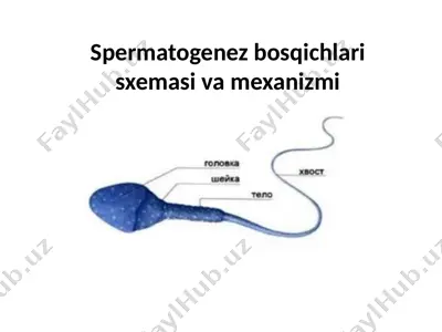 spermatogenez bosqichlari sxemasi va mexanizmi — PPTX