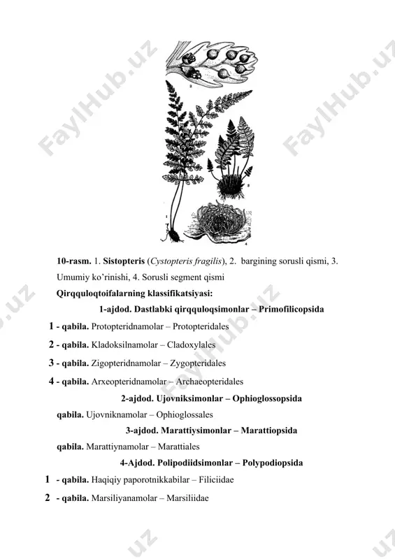 v va meva beruvchi bo’lgan. bargning ikkala qismi ham bir yerdan banddan chiqqan. gametofiti tuproq ostida bo’lib xlorofilsizdir. ujovniknamolar qabilasida ujovnikdoshlar (ophioglossaceae) oilasi bor. turkumlari: ophioglossum, botrychium, helminthostachus. o. vulgatum - bo’yi 5-30 sm poyadan ildizlar har tomonga tarqalgan. ildizpoyadan yer yuziga bitta barg chiqadi. vegetativ bargi etdo va plastinkaga o’xshash. meva beruvchi qismi uchida boshoqchasi bo’lib, 2 qator sporangiylar joylashgan. ildizpoyalarda o’sish konusi joylashadi. ofioglosumni bargi 4-5 yilda voyaga yetadi. sporangiysi sharga o’xshaydi. devori ko’p qavatli hujayralardan tashkil topgan, tashqisi epidermisdir. sporangiy bo’shlig’i sporalar bilan to’ladir. sporalarni shakli bir xildir. sporalardan gametofit o’sib chiqadi. plaunlar gametofitiga o’xshaydi. u 2-10 sm tuproq ostida o’sadi. gametofit parenximatik hujayralardan tuzilgan. to’qima tashqi qavatida zamburug’lar simbiozlik qilib yashaydi. jinsiy organlari gametofit chetlarida joylashgan. arxegoniy va anteridiy gametofit o’simtaga botib turadi. gametofit yuzasida kalta o’simta ko’rinib turadi. urug’lanishdan keyin tuxum hujayra gametofit to’qimaga botib kiradi, keyinchalik rivojlanib sporofit o’simlik hosil bo’ladi. bularda vegetativ ko’payish …
