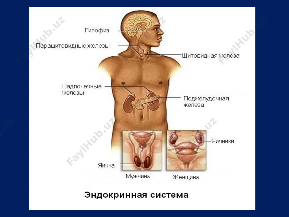 выделение окситоцина проходит в ответ на раздражение грудного соска при кормлении ребенка. - осуществляет вазопрессорный эффект; - имеет слабое антидиуретическое действие; - поддерживает функционирование желтого тела и образование прогрестерона; 28 меланоцитстимулюючий гормон продуцирует передняя доля гипофиза (у детей промежуточная) вызывает перераспределение пигмента меланина в эпителиальной ткани, волосах, радужной оболочке. во время беременности в крови содержание меланоцитстимулирующего гормона возрастает, что способствует усилению пигментации отдельных участков кожи (пятна беременности). надпочечные железы корковый слой продуцирует около 50 гормонов - кортикостероидов, классифицируются на 3 группы : глюкокортикоиды , минералокортикоиды и половые гормоны. корковое вещество содержит три отличных в морфологическом и функциональном отношении зоны: поверхностную клубочковую ; срединную пучковую и глубокую сетчатую . соотношение толщины этих зон - 1:9:3 . мелкие клетки клубочковой зоны образуют " клубочки " . они продуцируют минералокортикоидный гормон альдостерон . большие клетки пучковой зоны размещены параллельными рядами - " пучками " . они синтезируют глюкокортикоиды . клетки сетчатой зоны формируют …