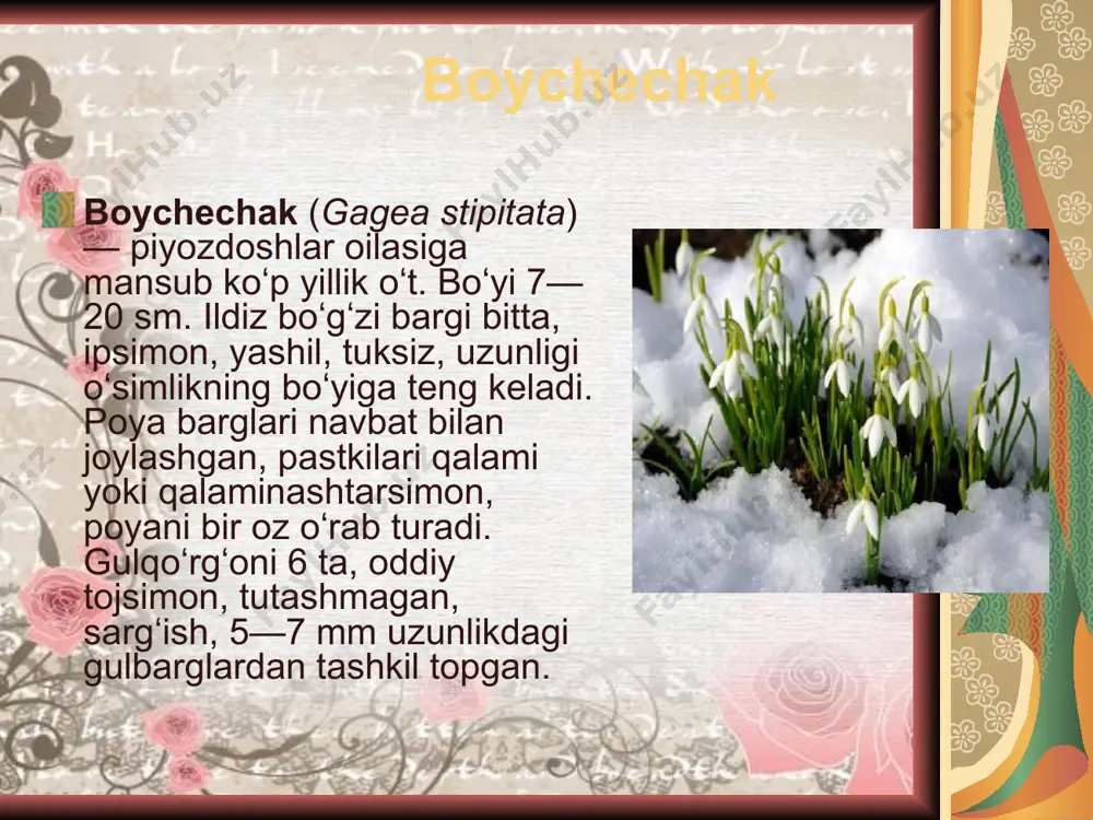 bahoriy gullar - Page 2