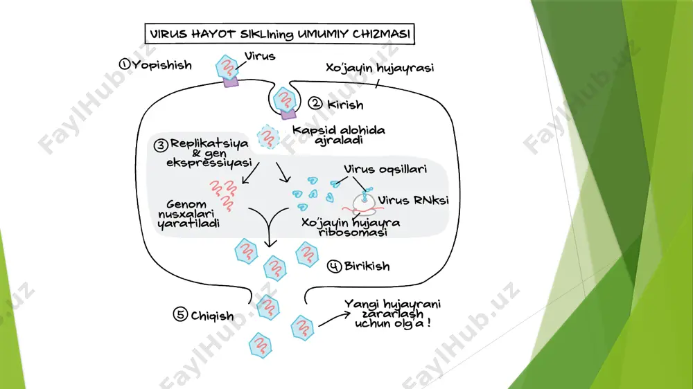 kanserogen agentlar va ularning hujayralar bilan uzaro tasiri usma immunitet - Page 4
