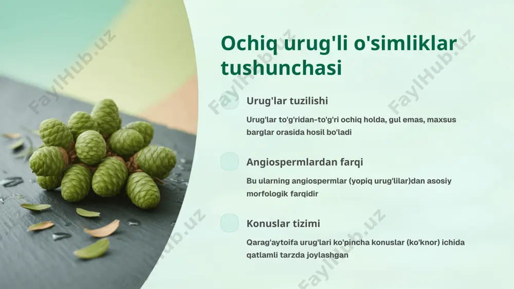 ortiq umr ko'rib, eng qadimiy tirik organizmlar hisoblanadi 100m balandlik rekordchisi eng uzun ignabargli o'simliklar hisoblanib, ba'zilari 100 metrdan ortiq balandlikka yetadi 2000 tarixiy ahamiyat 2000 yildan ortiq vaqt davomida kemalar va uylar qurishda ishlatilgan ming yillik qarag'ay daraxtining ulkan tanasi qadimiy qarag'ay daraxtlari tabiatning eng ajoyib yaratilishi hisoblanib, o'z kuchlari va chidamliligi bilan hayratga soladi. qarag'aytoifa o'simliklari bo'yicha qisqacha xulosa muhim o'rni ochiq urug'li o'simliklar orasida muhim va qadimiy guruh bo'lib, ekosistemaning ajralmas qismidir ko'p qirrali ahamiyat ekologik, iqtisodiy va madaniy jihatdan katta ahamiyatga ega, insoniyat uchun qadrli resurs kelajak vazifasi ularni saqlash va o'rganish kelajak avlodlar uchun ustuvor vazifa hisoblanadi e'tiboringiz uchun rahmat image1.png image2.png image3.png image4.png image5.png image6.png image7.png image8.png image9.png image10.png image11.png image12.png image13.png image14.png image15.png image16.png image17.png image18.png image19.png image20.png image21.png image22.png image23.png image24.png image25.png image26.png image27.png image28.png image29.png image30.png image31.png image32.png image33.png image34.png