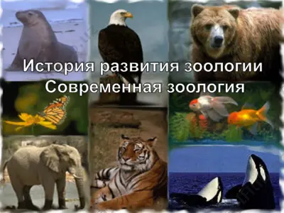 зоология — PPT