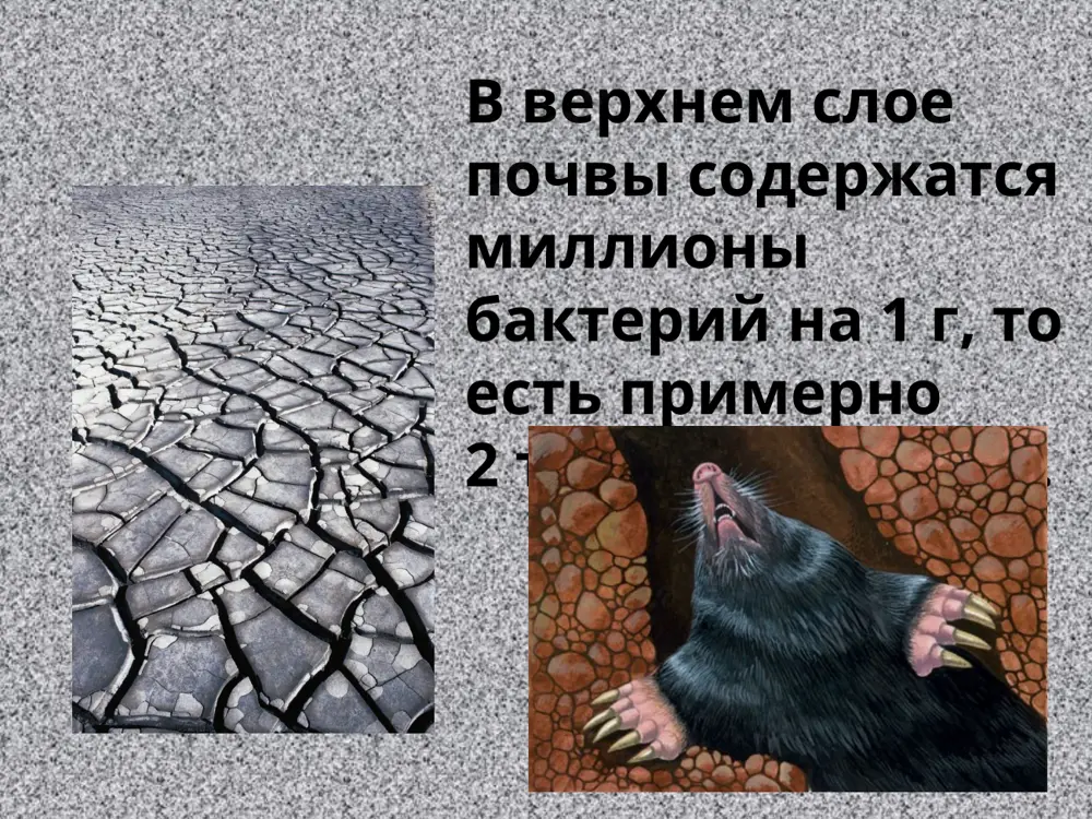 земля очищается от трупов животных и растений, что обеспечивает также и плодородие почв. быстрое размножение молочнокислых бактерий в молоке приводит к тому, что оно скисает за считанные часы. некоторые бактерии поселяются в пищеварительном тракте травоядных млекопитающих, обеспечивая переваривание клетчатки. бактерии приносят не только пользу, но и вред. они размножаются в пищевых продуктах, вызывая тем самым их порчу. чтобы приостановить размножение, продукты пастеризуют (выдерживают полчаса при температуре 61–63 °c), хранят на холоде, высушивают (вяление или копчение), солят или маринуют. бактерии вызывают тяжёлые заболевания у человека (туберкулёз, сибирскую язву, ангину, пищевые отравления, гонорею и др.), животных и растений (например, бактериальный ожог яблонь). благоприятные внешние условия усиливают скорость размножения бактерий и могут вызвать эпидемии. болезнетворные бактерии проникают в организм воздушно-капельным путем, через раны и слизистую оболочку, пищеварительный тракт. симптомы болезней, вызываемых бактериями, обычно объясняются действием ядов, вырабатываемых этими микроорганизмами или образующихся при их разрушении., против бактерий существуют природные и синтетические лекарственные средства (например, …