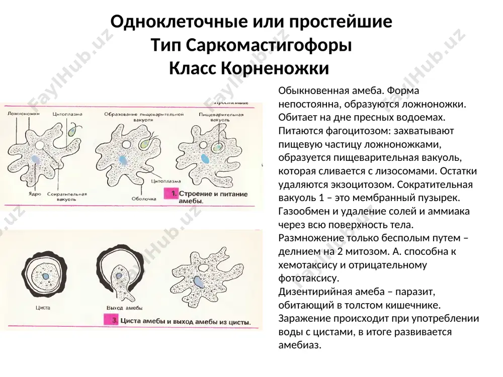 – наличие стрекательных клеток. к. обитают в пресной и соленой воде. класс гидрозои пресноводная гидра. живет в чистых пресных водоемах. клеточный состав эктодермы: 1. эпителиально-мускульные клетки. составляют основную массу, образуя однослойный покровный эпителий. к мезоглее прилегают мускульные отростки. при их сокращении тело укорачивается. 2. промежуточные – недифференцированные клетки, которые могут стать любым типом клеток. 3. нервные клетки – образуют рассеянное нервное сплетение, скопление нервных клеток вокруг рта, на подошве и на щупальцах. 4. стрекательные клетки – имеют стрекательную капсулу с ядом. на щупальцах образуются стрекательные батареи. 5. половые клетки в гонадах. клеточный состав энтодермы: 1. эпителиально-мускульные клеткиш – участвуют в клеточном пищеварении. при сокращении - гидра сужается. 2. железистые клетки – выделяют в полость кишки пищеварительные ферменты – полостное пищеварение. пресноводная гидра дыхание и выделение – через всю поверхность тела. рефлексы – ответ на прикосновение, температуру, химические вещества… гидра обладает высокой степенью регенерации – большую роль играют промежуточные клетки. в …