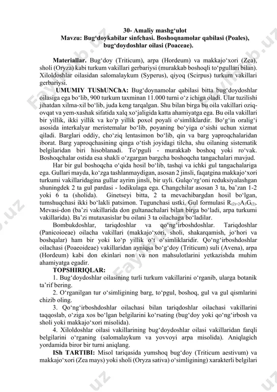 oronkasimon, changchisi 6 ta, tugunchasi uch meva bargli. mevasi — ko'sakcha. o'zbekistonda bitta turi o'sadi (fisher shternbergiyasi — sternbergia fischeriana). ko'p yillik piyozli o't o'simlik. piyozchalari tuxumsimon, 3 sm qalinlikda. poyasi gullagan davrda 10 sm gacha, mevalagan vaqtda esa uzunroq bo'ladi. barglari 4—8 ta, yashil, tuksiz, qalami. gullari sariq, 8—10 mm uzunlikda. fevral-mart oylarida gullaydi, urug'i aprel oyida yetiladi. 30- amaliy mashg‘ulot mavzu: bug‘doykabilar sinfchasi. boshoqnamolar qabilasi (poales), bug‘doydoshlar oilasi (poaceae). materiallar. bug‘doy (triticum), arpa (hordeum) va makkajo‘xori (zea), sholi (oryza) kabi turkum vakillari gerbariysi (murakkab boshoqli to‘pgullari bilan). xiloldoshlar oilasidan salomalaykum (syperus), qiyoq (scirpus) turkum vakillari gerbariysi. umumiy tushuncha: bug‘doynamolar qabilasi bitta bug‘doydoshlar oilasiga ega bo‘lib, 900 turkum taxminan 11.000 turni o‘z ichiga oladi. ular tuzilishi jihatdan xilma-xil bo‘lib, juda keng tarqalgan. shu bilan birga bu oila vakillari oziq-ovqat va yem-xashak sifatida xalq xo‘jaligida katta ahamiyatga ega. bu oila vakillari bir yillik, ikki yillik va ko‘p yillik poxol poyali …