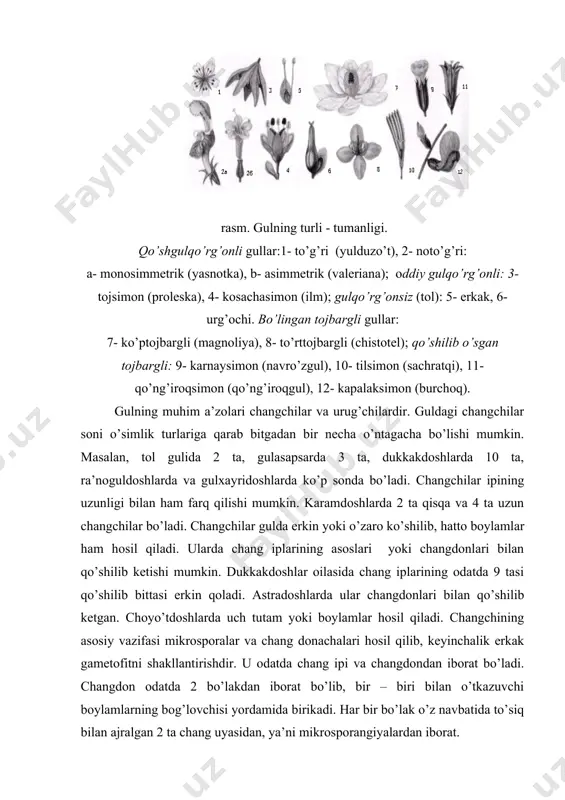 il bo’ladi. ularning yirigi vegetativ, kichikrogi esa generativ hujayra deb ataladi. bu hujayralar o’z navbatida erkak gematofit hisoblanib, yopiq urug’li o’simliklarda chang donachasi deb yuritiladi. rasm. a- changchining umumiy ko’rinishi; b- changchining ko’ndalang kesimi; 1- chang ipi; 2-changdonlar; 3- bog’lagich; 4- changchi asosi; 5- o’tkazuvchi bog’lam; 6- chang uyalari; 7- chang hujayralari; 8- changdon devori. urug’chi (ginetsey). urug’chi yopiq urug’li o’simliklar gulining muhim organi hisoblanib, u gulning o’rtasida joylashgan. o’simlik turlariga qarab gulda bir yoki bir necha shakli o’zgargan barglardan hosil bo’lib, ularni mevabarglar deyiladi. demak urug’chi bargning shakl o’zgarishdan kelib chiqqan. guldagi mevabarglarning yig’indisi ginetsey deb ataladi.urug’chi faqat yopiq urug’li o’simliklar uchun xosdir. uning kengayganostki qismi tuguncha, o’rta qismi toraygan ustuncha va uchki qismi tumshuqchalardan iborat. urug’chilarning morfologiyasi ham nihoyatda xilma – xil bo’lib, sistematik belgi va changlanishga moslashish xususiyatlariga ega. ba’zi o’simlik gullarida bir necha ayrim urug’chilar bo’ladi. ana shunday o’zaro bir – birlari bilan qo’shilmagan urug’chilar apokorp …