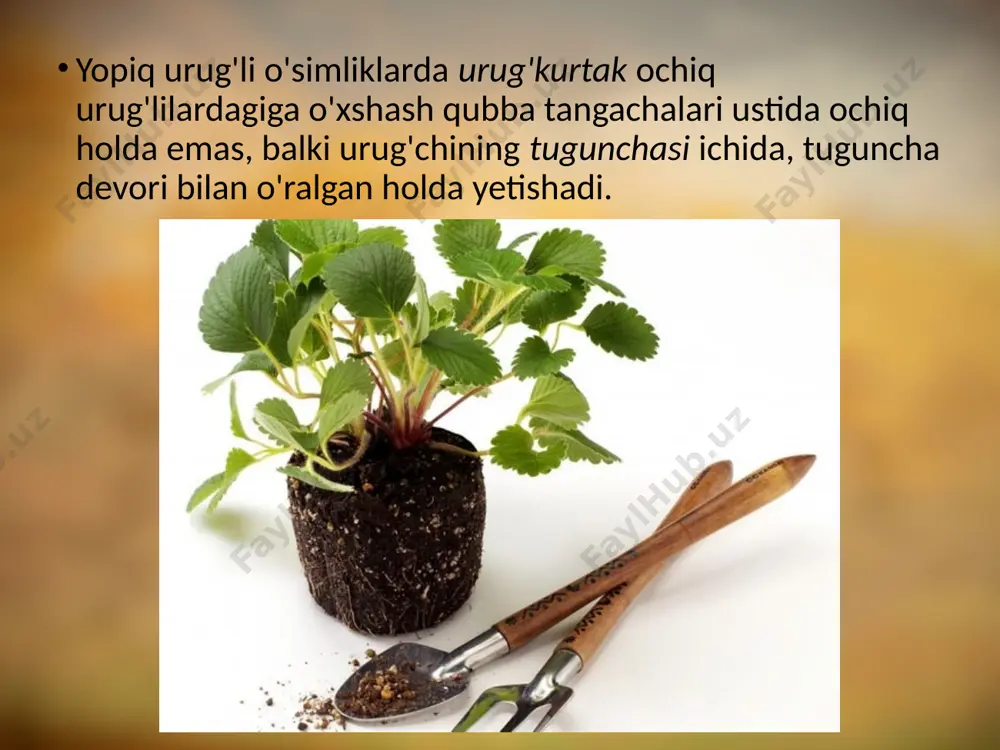 yopiq urug'li o'simliklar haqida ma'lumotlar. 6 - sinf - Page 5