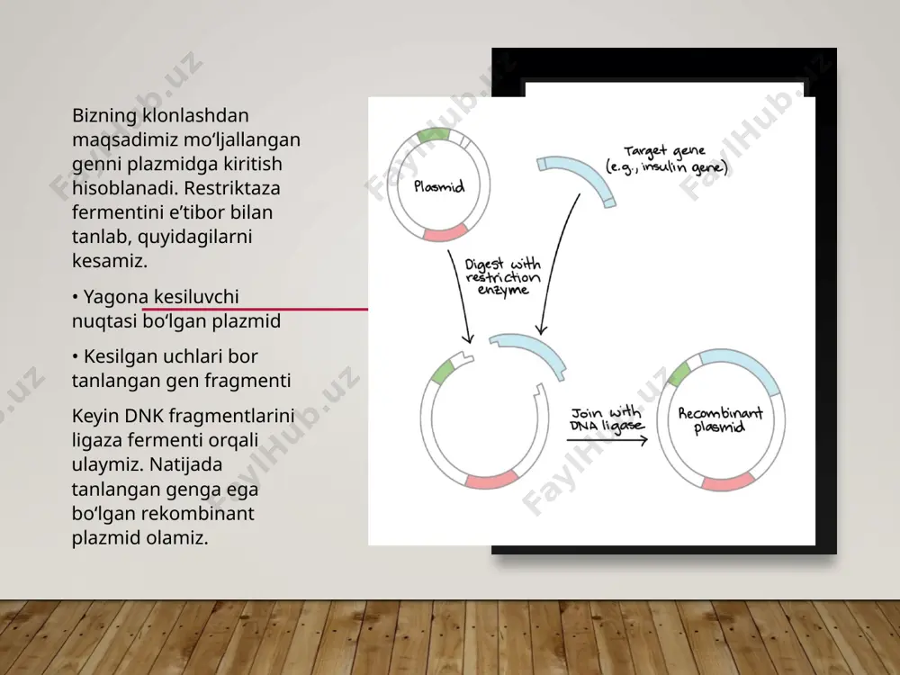 klonlar, klonlashtirish va ularning klinik ahamiyati - Page 5