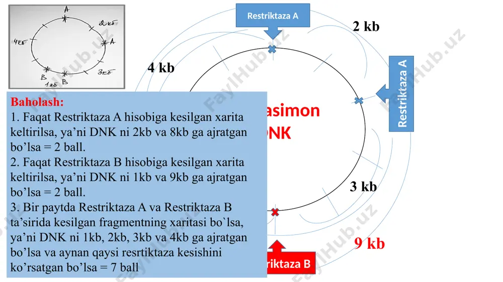 all) mushuksimonlar oilasiga mansub noyob hayvon turi – irbisning genetik xususiyatlari tahlil qilindi, sababi hozirgi kunda mazkur populyatsiyaning kamayib ketishi dunyo hamjamiyatini xavotirga solmoqda. tekshirish natijalari shuni ko‘rsatdiki, irbisning juni va undagi dog`larning rangi muayyan bir genning a, b, c, d allellari asosida, ko‘p allellik tarzida irsiylanadi. agar gen allellarning uchrash chastotasi quyidagicha bo‘lsa: a=0,2; b=0,4; c=0,1; d=0,3. a) irbisning juni va undagi dog‘larning necha xil rangda (variantda) bo‘lishi mumkinligini aniqlang. b) populyatsiyadagi 2000 ta individlar orasida b genini saqlovchi individlar soni, d geniga ega individlar sonidan nechtaga farq qilishini aniqlang. c) populyatsiyadagi 2000 ta individlar orasida ac hamda bd genga ega organizmlar soni nechtaga farq qilishini aniqlang. to’g’ri javoblar va baholash: 0.2 a 0.4 b 0.1 c 0.3 d 0.2 a aa ab ac ad 0.4 b ab bb bc bd 0.1 c ac bc cc dc 0.3 d ad bd dc dd a) 1-aa; 2-ab; 3-ac; 4-ad; 5-bb; …