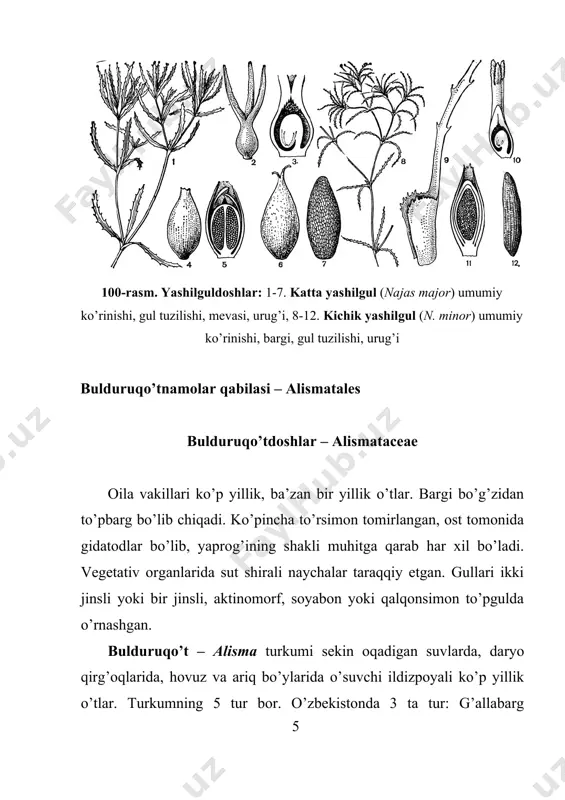 rmer ussr) cambridge university press, 1995. 516 p. 5. takhtajan a. flowering plants. new york, 2009. 381 p. 6. тадтаджян а. система магнолиофитов. ленинград, изд. “наука”, 1987. 439 с. 7. пратов у., тажетдинова д. “определитель растений средний азии” нинг i-x томларида келтирилган ўсимлик оилалари, туркумларининг лотинча, русча, ва маҳаллий номлари (қўлланма). тошкент, 2010. 35 бет. image1.jpg image2.jpg image3.jpg image4.jpg image5.jpg