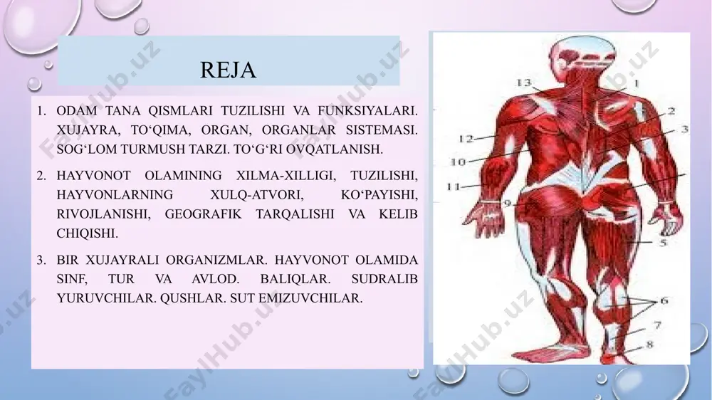suyuqlik; sitoplazmani o'z ichiga oladi) 12. lizosoma 13. centrosome 14. plazmatik membrana toʻqima — kelib chiqishi, tuzilishi va funksiyasiga koʻra oʻxshash hujayralar sistemasi. odam va hayvonlar toʻqimasi epiteliy, biriktiruvchi, muskul va nerv toʻqimalariga boʻlinadi. epiteliya to'qimasi tananing sirtlari va bo'shliqlarini qoplaydigan hujayra qatlamlaridan iborat. epiteliya to'qimalarining asosiy vazifasi - asosiy to'qimalarni shikastlanish, infektsiya va suvsizlanishdan himoya qilish uchun to'siqni ta'minlash. birlashtiruvchi to'qima - bu tanadagi turli organlar va to'qimalarni qo'llab-quvvatlaydigan va himoya qiladigan turli to'qimalar guruhi. birlashtiruvchi to'qimalarning asosiy funktsiyalari qo'llab-quvvatlash, himoya qilish, tashish va saqlashni o'z ichiga oladi. mushak to'qimalari mushak tolalari deb nomlanuvchi cho'zilgan hujayralardan iborat bo'lib, ular qisqarishi va harakat qilish uchun bo'shashishi mumkin. mushak to'qimasi tananing ixtiyoriy va ixtiyorsiz harakatlariga, shu jumladan yurak urishi, nafas olish va ovqat hazm qilish uchun javobgardir. asab to'qimasi neyronlar deb ataladigan hujayralar va glial hujayralar kabi qo'llab-quvvatlovchi hujayralardan iborat. u tananing turli qismlari o'rtasida ularning funktsiyalarini muvofiqlashtirish va nazorat qilish …
