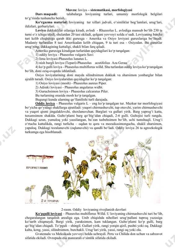 zun, yumaloq yoki yassilangan, ba’zan tasbehsimon bo‘lib, uchi tumshuqli. urug‘i o‘rtacha kattalikda, rangi turlicha – oqdan to qora va mozaikasimongacha, shakli sharsimon, yapaloq. dukkagi tozalanuvchi (oqlanuvchi) va qandli bo‘ladi. oddiy loviya 26 ta agroekologik turkumga ega hisoblanadi. 2-rasm. oddiy loviyaning rivojlanish davrlari ko‘pgulli loviyasi – phaseolus multiflorus willd. u loviyaning chirmashuvchi turi bo‘lib, chegaralangan tarqalish arealiga ega. unib chiqishda nihollari urug‘pallani tuproq yuzasiga ko‘tarib chiqmaydi. bargi yirik, yuraksimon, kam tuklangan. gulto‘plami ko‘p gulli, barg qo‘ltig‘idan chiqadi. to‘pguli – shingil. gullari yirik, rangi yorqin qizil, pushti yoki oq. dukkagi kalta, keng, yassi, silindrsimon, burchakli. urug‘lari yirik, yassi, rangi oq yoki ola. gvatemala va meksikada yovvoyi holda uchraydi. peru va chilida don uchun va sabzavot sifatida ekiladi. ovropada esa manzarali o‘simlik sifatida ekiladi. nayzabargli loviya yoki tenapu – phaseolus acutifolius gray– aqsh va meksikada yovvoyi holda uchraydi. madaniy holda esa bitta turi mavjud. barglari mayda, bandli, o‘tkir uchli. to‘pguli kalta bandli – …
