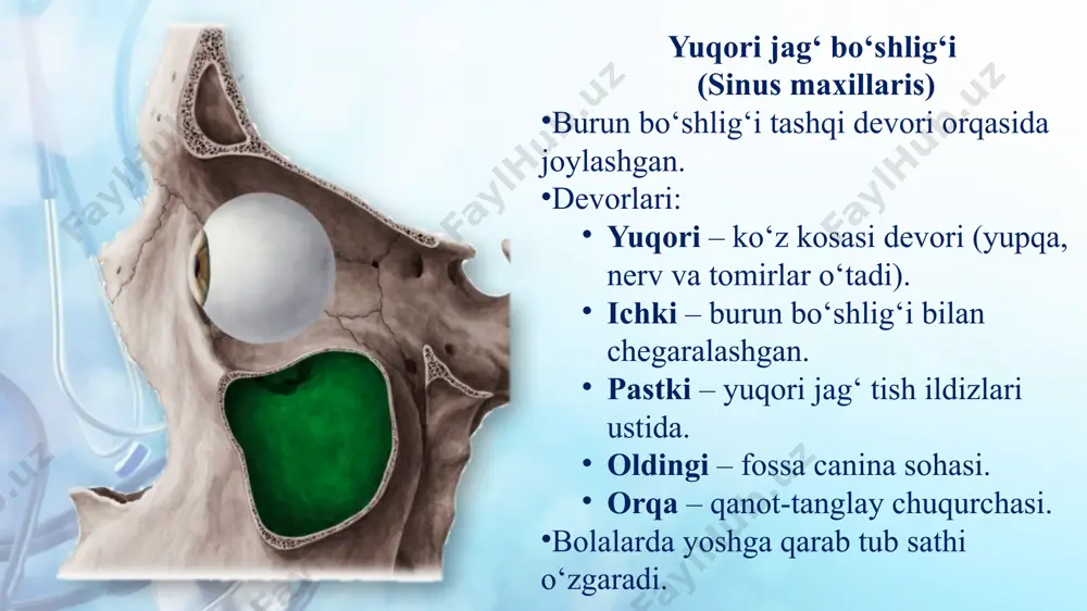 da rinolit shakllanadi. yot jism ko‘pincha bir tomonlama burun bitishini keltirib chiqaradi. bolalarda shilliq parda nozik bo‘lgani uchun tez qonashi va shikastlanishi mumkin. klinik simptomlari burunda yot jism bo‘lsa, quyidagi belgilari kuzatiladi: bir tomonlama burun bitishi – eng muhim simptom. burundan yoqimsiz hidli ajralma – ko‘pincha yiringli. burun qonashi – shilliq parda jarohatlanganida. og‘riq va noqulaylik – ayniqsa, yot jism infeksiya qo‘shilganda. burun ovozi (rinolaliya) – burun yo‘llarining yopilishi sababli. bolalarda – bezovtalik, yig‘i, nafas olish qiyinlashishi. agar yot jism uzoq muddat qolsa: surunkali sinusit (gaymorit, frontal sinusit, etmoidit). rinolit hosil bo‘ladi. shilliq pardada granulyatsiya paydo bo‘lishi mumkin. asoratlari yot jism vaqtida olib tashlanmasa, quyidagi asoratlar yuz berishi mumkin: sinusitlar: gaymorit, frontal sinusit, etmoidit, sfenoidit. septum perforatsiyasi (burun to‘sig‘ida teshik). shilliq parda nekrozi. ko‘z kosasi infeksiyasi (orbital abssess, flegmona). miya pardalari infeksiyasi – meningit, miya abssessi. bo‘g‘ilish xavfi – yot jism orqa tomon burilib, halqum yoki traxeyaga tushishi mumkin. burun …