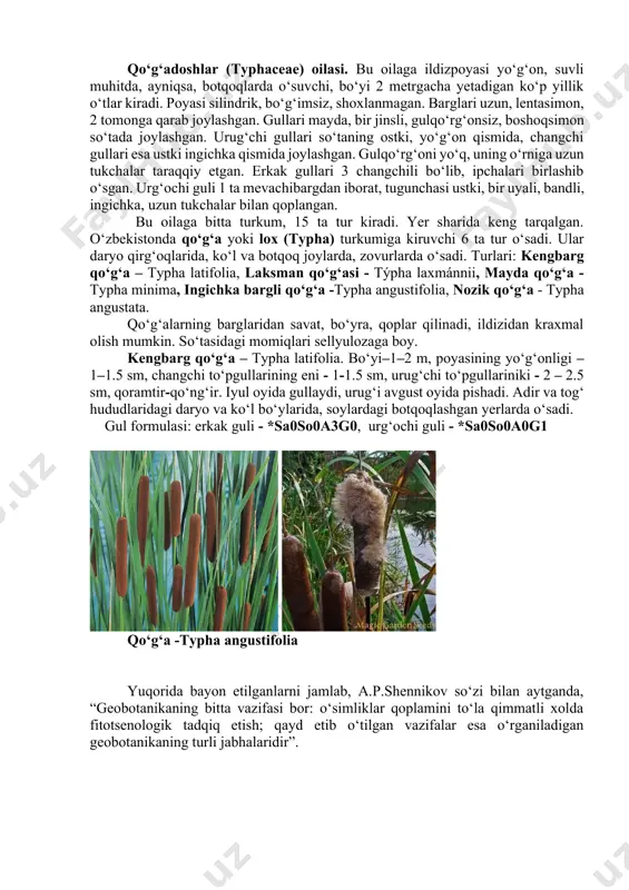 ug‘i katta va qattiq endospermli bo‘ladi. palmalar tropik va subtropik mamlakatlarda katta xo‘jalik ahamiyatiga ega. kokos palmasi (cocos nucifera) mevasi ovqatga ishlatiladi. yog‘ palmasi (elaeis guineensis) urug‘idan moy olinadi. yog‘ochi qurilish materiali sifatida ishlatiladi. xurmo yoki finik palmasi mevasi (phoenix dactylifera) tarkibida 70% ga yaqin qand bo‘lib, to‘yimli oziq-ovqat sifatida ishlatiladi. bizda (ko‘pgina mamlakatlar qatorida) manzarali o‘simliklar sifatida (finik palmasi- phoenix dactylifera, vashingtoniya palmasi-washingtonia filifera, livistona - livistona chinensis va b.) ekib o‘stiriladi. gul formulasi: qo‘g‘anamolar (typhales) qabilasi. bu qabila 2 ta oilani o‘z ichiga oladi. qo‘g‘adoshlar (typhaceae) oilasi. bu oilaga ildizpoyasi yo‘g‘on, suvli muhitda, ayniqsa, botqoqlarda o‘suvchi, bo‘yi 2 metrgacha yetadigan ko‘p yillik o‘tlar kiradi. poyasi silindrik, bo‘g‘imsiz, shoxlanmagan. barglari uzun, lentasimon, 2 tomonga qarab joylashgan. gullari mayda, bir jinsli, gulqo‘rg‘onsiz, boshoqsimon so‘tada joylashgan. urug‘chi gullari so‘taning ostki, yo‘g‘on qismida, changchi gullari esa ustki ingichka qismida joylashgan. gulqo‘rg‘oni yo‘q, uning o‘rniga uzun tukchalar taraqqiy etgan. erkak gullari 3 changchili …