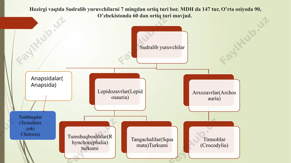 ap va o'ng aorta yoyi,4- o'pka arteriyasi; 5 - o'ng bo-yinturuq venasi; 6-chap venas. 7 - o’pka venasi; 8 - ichki organlardagi kapillyar to rlar. kaltakesakning ovqat hazm qilish sistemasi 1- og'iz; 2 - burun teshigi; 3 - og’iz bo'shlig'i; 4 - halqum; 5 - qizilo’ngach. 6-traxeya: 7 - o’pka; 8 - jigar; 9 - oshqozon; 10 — oshqozonosti bezi; 11- ingichka ichak; 12 - kloaka. a - tepa tomonidan, b - ostki tomonidan, v-yon tomonidan ko'rinishi.b 1-oldingi miya yarimsharlari; 2 - yo‘l-yo‘l (targ'il) tanacha; 3 - o'rta miyа 4 - miyacha; 5 - uzunchoq miya; 6 - voronka, 6 ' - gipofiz; 7 - xiazma: 8 - hidlov bo laklari; 9 - epifiz; ll- x il - bosh miya nervlarij toshbaqalar (testudines yoki chelonia) turkumi haqiqiy toshbaqalar (testudines yoki chelonia) turkumi yashirin boyinli toshbaqalar (cryptodira) kenja turkumi qalqonsiz toshbaqalar(athecae) yumshoq terili toshbaqalar (trionychoidei) yon bo‘yinli toshbaqalar (pleurodira) kenja turkumi …