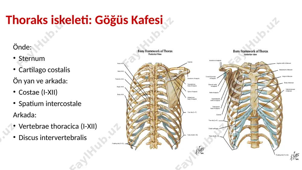 ır. n. i̇ntercostalis i r. lateralis ve r. anterior yok r. sup, plexus brachialis’e katılır r. i̇nferior: n. intercostalis i: spatium intercostale i’de seyreder n. i̇ntercostalis ii: r. lateralis: n. i̇ntercostobrachialis: -axilla tabanının deri innervasyonu -n.cutaneus brachi medialis’e katılarak kolun iç yüzünün deri innervasyonu n. i̇ntercostalis vii-ix thoraks ve abdomen duvarını innerve eder, m. obliquus abdominus internus ve m. transversus abdominus arasında seyreder. n. i̇ntercostalis xii: n. subcostalis adını alır. r.cutaneus lateralis’i, gluteal bölge’yi innerve eder thoraks deformiteleri pectus carinatum: güvercin göğsü pectus excavatum: kunduracı göğsü image1.png image2.png image3.png image4.png image5.png image6.png image7.png image8.png image9.png image10.png image11.png image12.png image13.jpeg image14.png image15.png image16.png image17.png image18.png image19.png image20.png image21.png image22.jpeg image23.png image24.png image25.png image26.png image27.png image28.png image29.png image30.png image31.png image32.png /docprops/thumbnail.jpeg