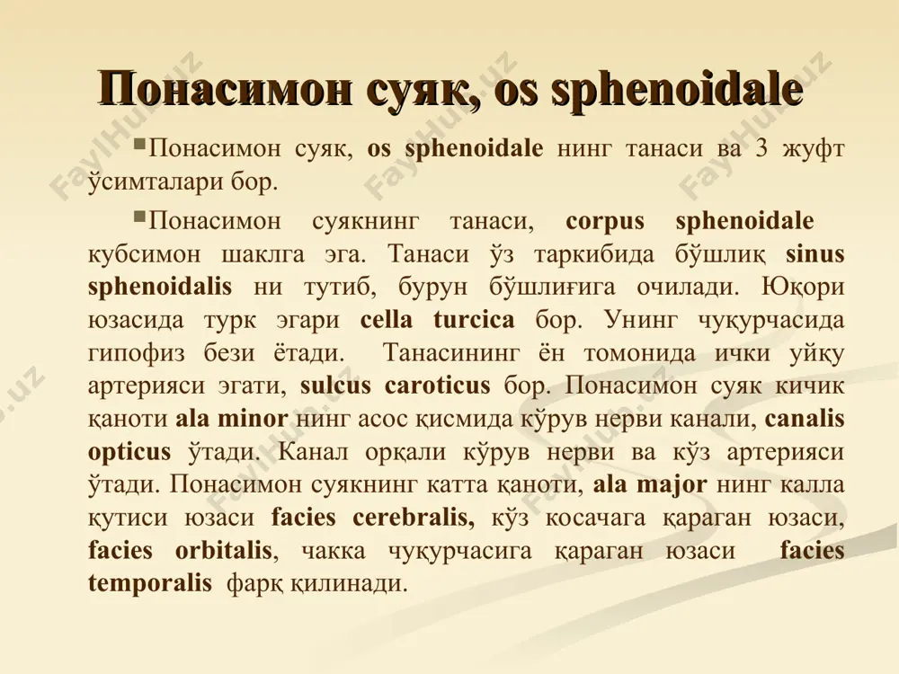 л текисликда жойлашади ва калла гумбазини ён томондан шакллантиришда қатнашади. унинг ички юзаси facies cerebralis да мия излари ва қонтомир эгатлари бор. ташқи юзасининг пастки қисмида олдинга йўналган ўсиқ, processus zygomaticus бўлиб, ёноқ ровоғи arcus zygomaticus ни ҳосил қилишда иштирок этади. унинг остида эса, пастки жағнинг бошчаси кириб турадиган бўғим юза fossa mandibularis бор. чакка суягининг ноғора қисми pars tympanica буралган суяк пластинкасидан иборат бўлиб, пастдан ва олдиндан ташқи эшитув йўли meatus acusticus externus ни чегаралайди. чакка суяги, os temporale эътиборингиз учун рахмат ! anatomy of sphenoid bone sphenoid bone superior view with labels axial skeleton flickr