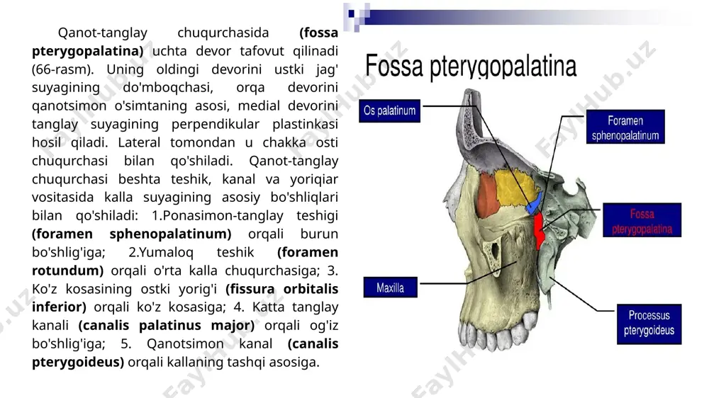alfraganus university tibbiyotfakulteti anatomiyakafedrasi 8-amaliymashg’ulot - Page 5