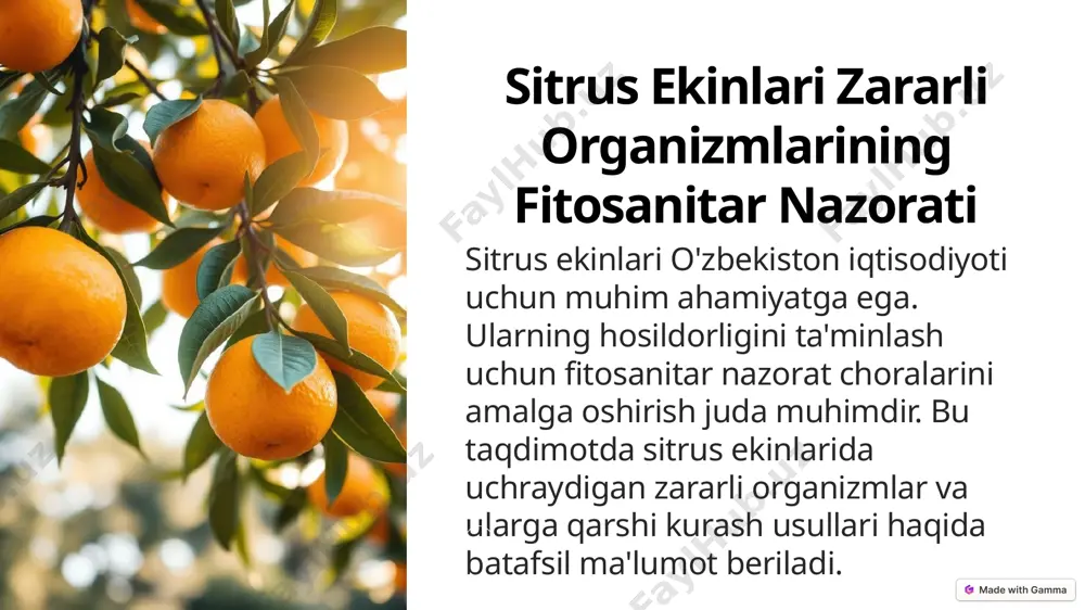 di. daydi lichinka undan bir necha o‘n santimetr uzoq masofaga tarqaladi vaxartumi bilan o‘simlikka yopishib oladi. qalqondor barglar bo‘ylab tarqaladi va barg yuqori plastinkasining asosiy tomir yoni va barg cheti bo‘ylab joylashadi. ikkinchi yoshdagi lichinkaning qalqoni urg‘ochilarining qalqoniga o‘xshaydi, tanasi uzunchoq, yassisimon va ikkinchi yoshdagi erkak lichinkasi urg‘ochisidan tanasi cho‘ziq va yassi bo‘lishi hisobiga farqqiladi. bosh qismida pigment dog‘li ko‘zlari bor. yetuk zoti tanasi bosh, ko‘krak, qorindan iborat. mo‘ylovi 10 bo‘g‘imli qilchadan iborat. og‘iz organlari yo‘q. shuningdek, daraxt shoxi, po‘stloqlari, poya va meva tanasida uchrashi mumkin. primore o‘lkasidayapon tayoqchasimon qalqondori bitta avlod beradi. karantin ishlarini olib borish va qarshi kurash: zararkunanda ko‘plab tarqalgan mamlakatlardan urug‘ va ekish uchun mo‘ljallangan ko‘chatlarni o‘zbekistonga keltirish man etiladi. seleksiya va ilmiy-tadqiqot ishlari introduksion karantin ko‘chatzorlarda qayta tekshiriladi, zararkunanda borligi aniqlangandan so‘ng ular yig‘ib olinadi va kuydiriladi. xo‘jaliklar uchun ahamiyatli bo‘lmagan o‘simliklar zararlanganda ular qirqib tashlanadi va yoqib yuboriladi. mevalar to‘liq terib olingandan so‘ng qalqondor …