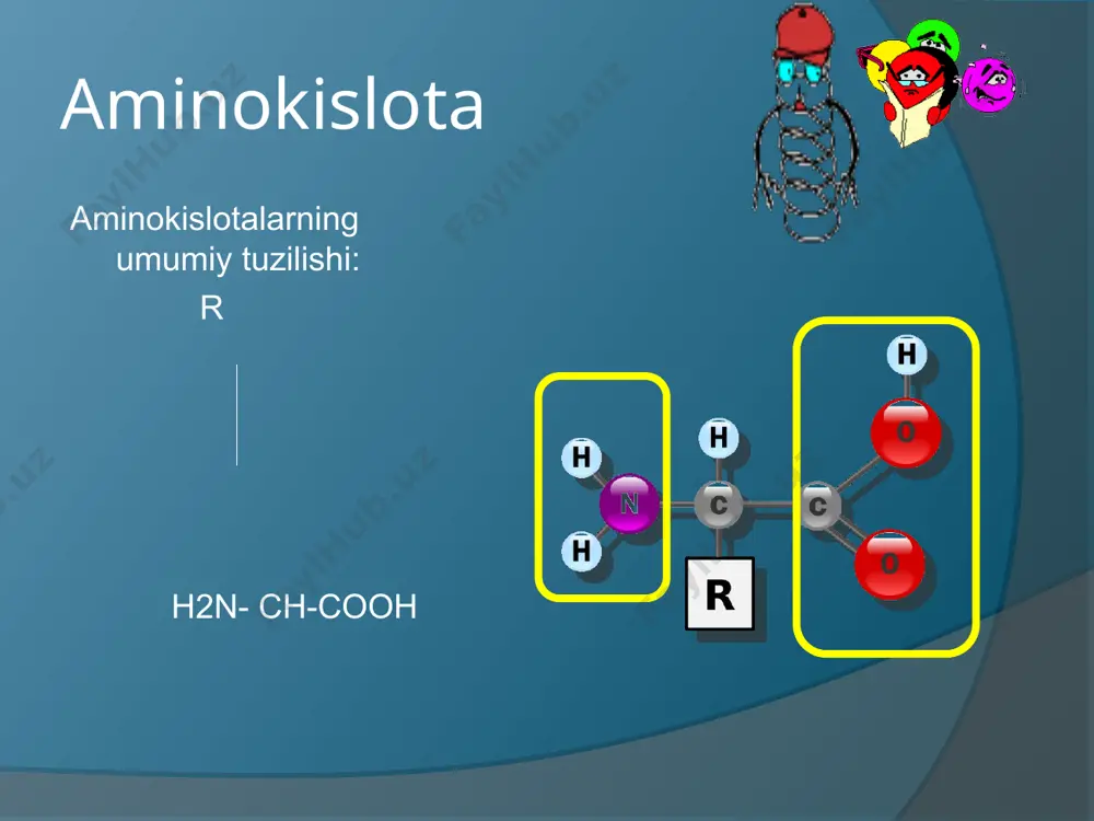 i. h2n-ch2-cooh + nh2-ch-cooh→ | ch3 glisin alanin o o || ∕∕ h2n-ch2-c-nh2-ch-c | \ ch3 oh dipeptid (glisin-alanin) uchta aminokislotadan tripeptidlar, ko’p sonli aminokislotalardan –polipeptidlar hosil bo’ladi. hosil bo’lgan dipeptidda molekulasining uchlarida har qaysi aminokislotadagi kabi funkzional gruppalar- karboksid bilan aminogruppa qoladi. shu sababli dipeptid o’zining bitta uchi orqali uchunchi aminokislota bilan reaksiyaga kirishib, tripeptid hosil qiladi. 2 o o o || ∕∕ ∕∕ h2n-ch2-c-nh-ch-c + nh-ch-c --------→ \ ∕ | \ h2o (oh h) ch2-sn oh o o || ∕∕ →h2n-ch2-c-nh-ch-c-n-ch-c | | \ ch3 ch2-sn oh tripeptid (glisil-alinil-sistelin) xuddi shu yol bilan tetropeptidga, so’ngra pentapeptidga aylanadi. zanjirning tuzulishini ushbu sxema bilan ifodalash mumkin. turli oqlillar ma’lum bo’lib, ularning molekulalar massari 6000 dan bir necha milliongacha bo’ladi. turli oqsillarning element analizi natijalari bo’yicha ularda c---50-55/ o---21,5-23,5/, h--7/atrofida, n---15-17/, ---0,3-2,5/ yana biroz miqdorda p, galogenlar, metallar bo’ladi. masalan: qon oqsili- gemoglobinning empirik formulasi (c738 h1166 o208 s2fe)4 oqsillar tarkibi …